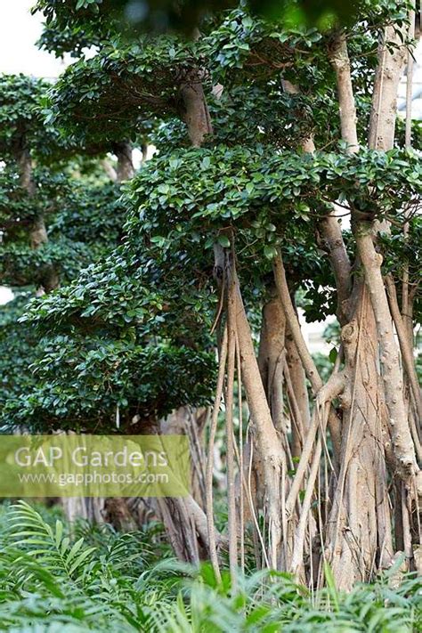 ficus microcarpa stock photo  visions image
