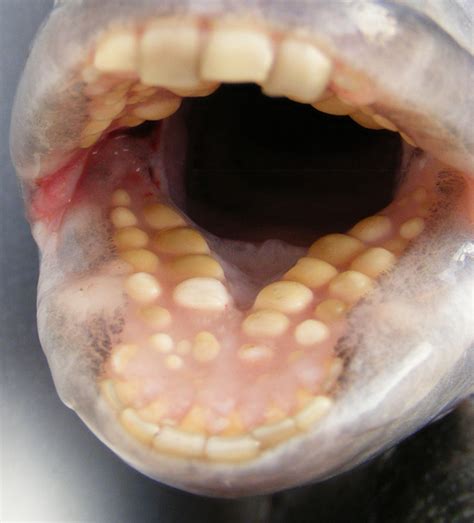 The Sheepshead Fish Teeth