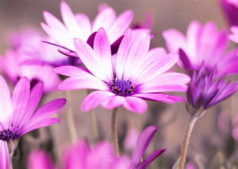 100,000+ Best Purple Flowers Photos · 100% Free Download · Pexels Stock