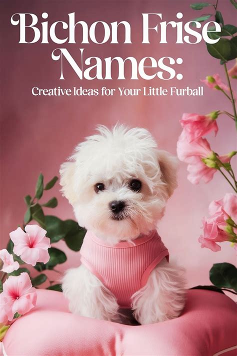 Names for Bichon Frise Dogs: 50 Ideas You’ll Love | Bichon frise dogs