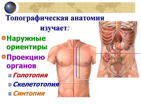 Основы топографической анатомии - online presentation