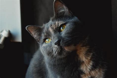whats  pussycat   cat     karen wild pets