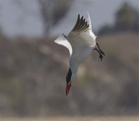 Caspian Tern | San Diego Bird Spot
