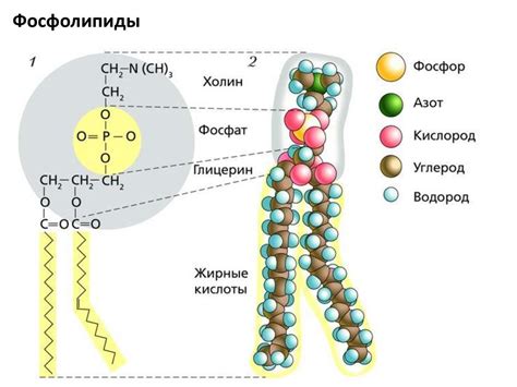 Молекулярная биология - презентация онлайн