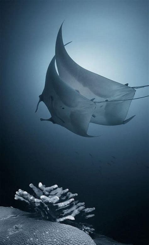 Amazing Underwater Photography | Most Beautiful