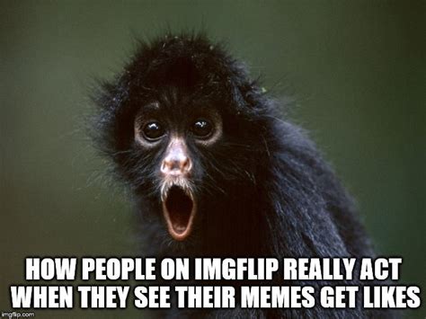 Surprised monkey - Imgflip