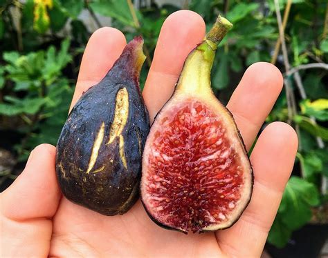 harvest perfect figs  time    pick figs