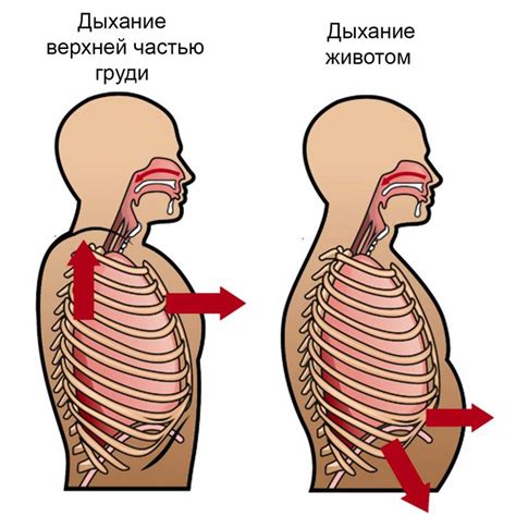 Как правильно дышать? Техника дыхания диафрагмой и животом ...