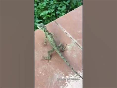 История одной ящерки #dmitrysrkn #гекон #годзилла #godzilla #godzila # ...