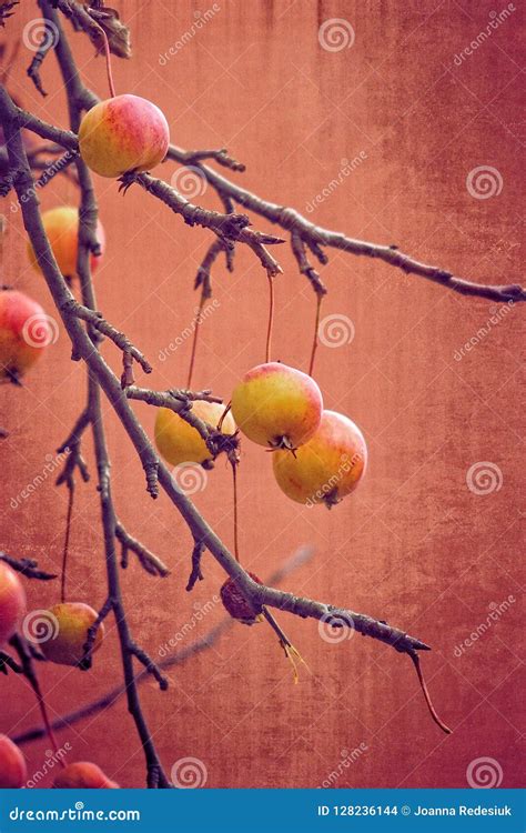Small Red Wild Paradise Apples on an Autumn Leafless Tree Branc Stock ...