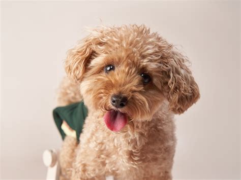 Maltipoo Dog Breed Information - All About Mutts