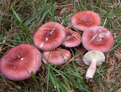 Russula rosea - Alchetron, The Free Social Encyclopedia