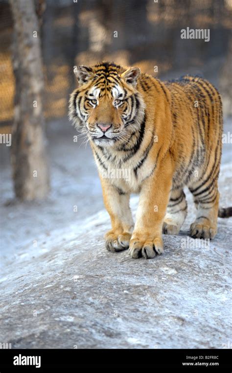 Siberian Tiger at the Siberian Tiger Park, Harbin, Heilongjiang ...