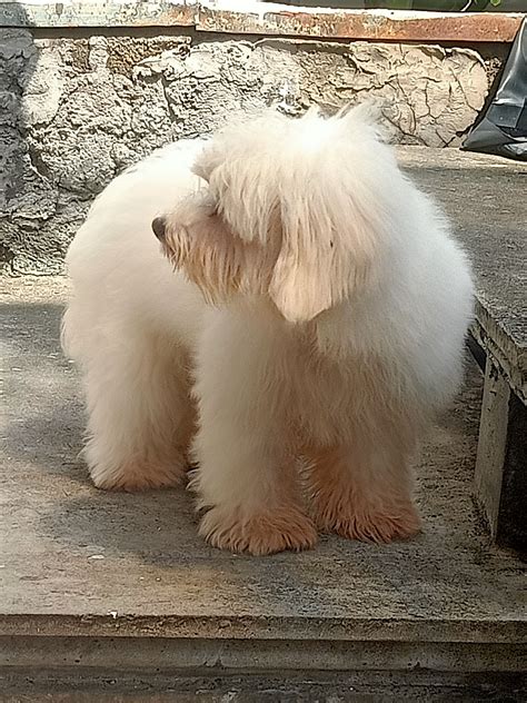 Coton de Tulear puppy - Pet Finder Philippines - Buy and Sell Pets Online