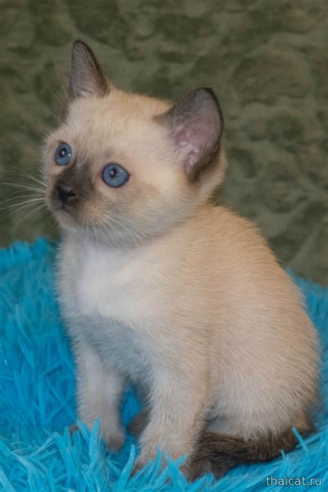 ТАЙСКИЕ КОШКИ И КОТЯТА. Клуб Тайских Кошек