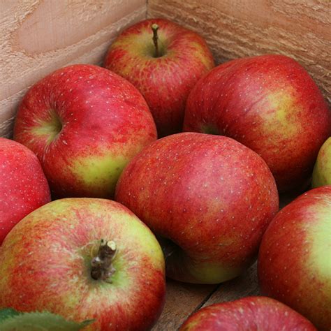 honeycrisp bushel box kleins kill fruit farms