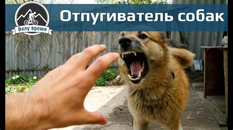 Отпугиватель собак - YouTube