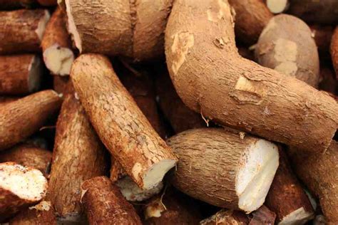 5 Examples of Tuber Crops: A Guide to Growing and Harvesting