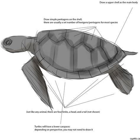 Realistic Turtle Drawing at PaintingValley.com | Explore collection of ...