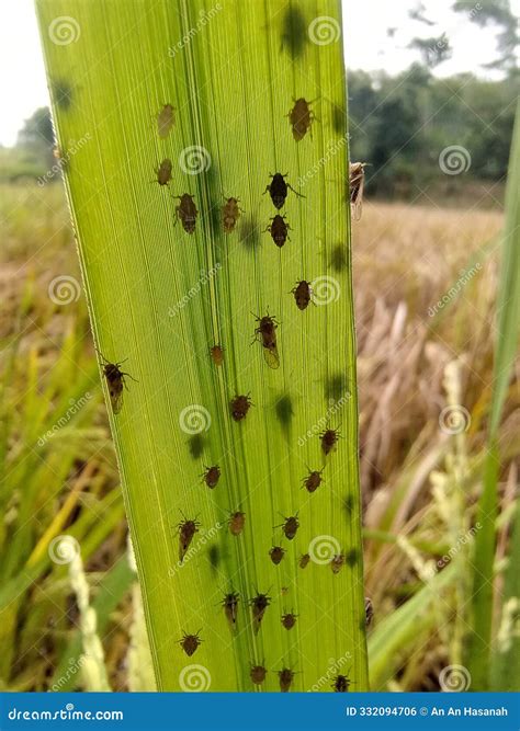 Plant Hopper Nymph Stock Photo | CartoonDealer.com #29963724