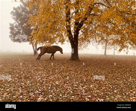 Horse playing in fall leaves Stock Photo - Alamy