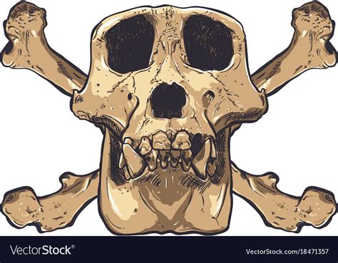 monkey skull  background royalty  vector image