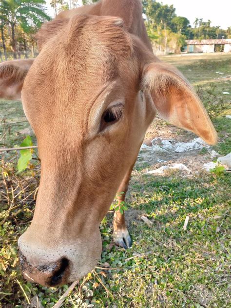 village views cow in the field 14154428 Stock Photo at Vecteezy