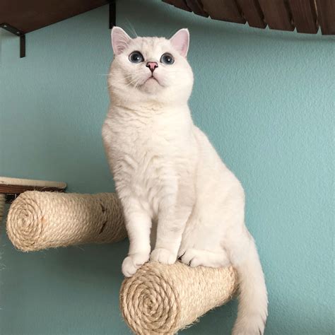 White Coffee Cat - Home | Facebook