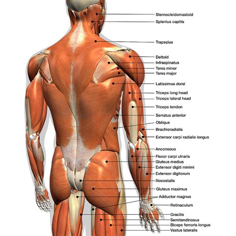 Labeled Anatomy Chart Of Male Back Photograph by Hank Grebe - Fine Art ...