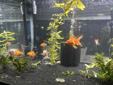 Setup upgrade : r/Goldfish