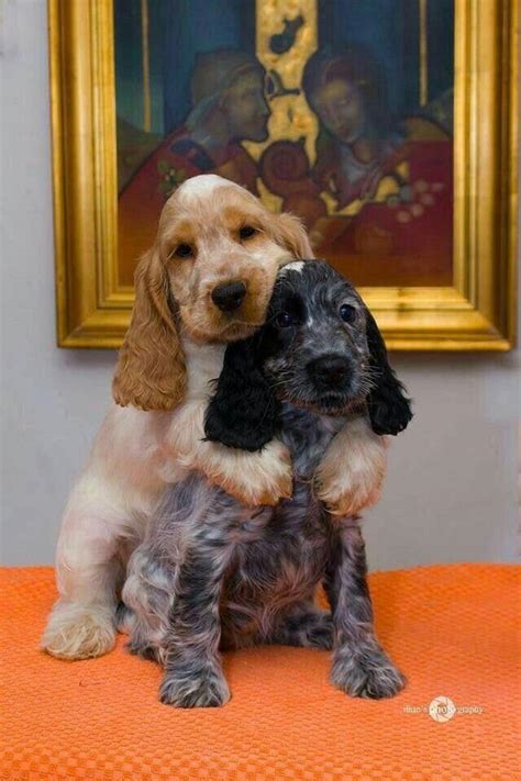 reasons       cocker spaniel petpress