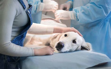 BRITISH Veterinary Hospital - Veterinarian hospital in Jumeirah 3 ...