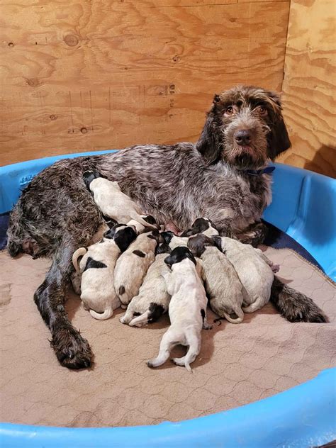 German Wirehaired Pointer Puppies For Sale