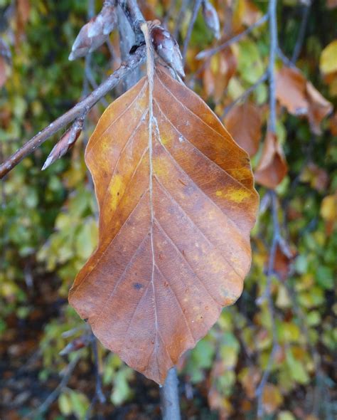 oog voor de natuur herfstkleuren gewone beuk fagus sylvatica