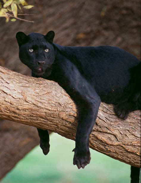 black leopard wallpapers wallpaperscom