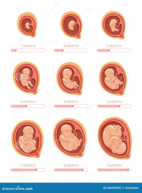 Fetal Development By Week