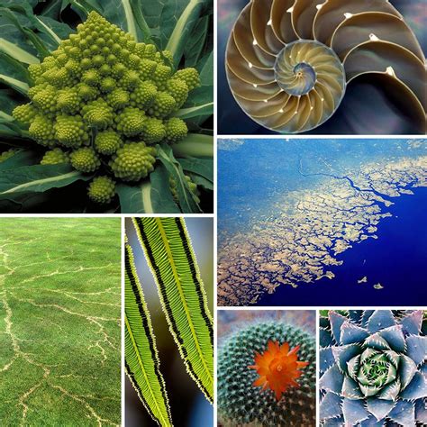 hunt+gather studio blog: fractals in nature | Fractals in nature, Fractals, Nature