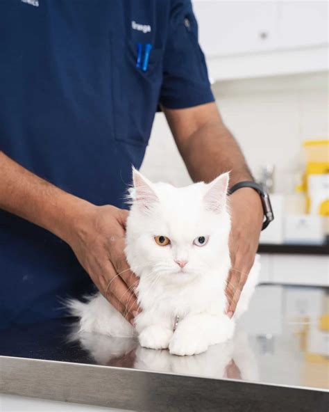 best cat sick fast 3