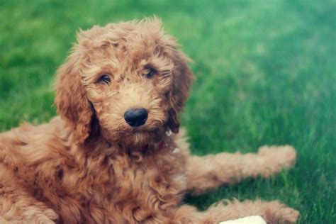 Training Your Doodle: Strategies for Golden Doodles and Labradoodles ...