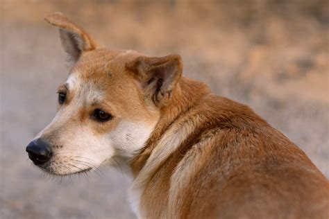 fotos gratis perrito animal linda canino fauna silvestre mascota