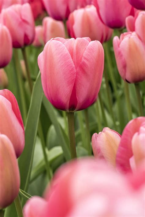 Tulip 'Pink Impressions' | 花, 花 水彩画, 水彩