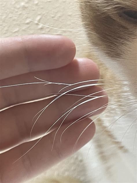 why are my cats whiskers so long 6