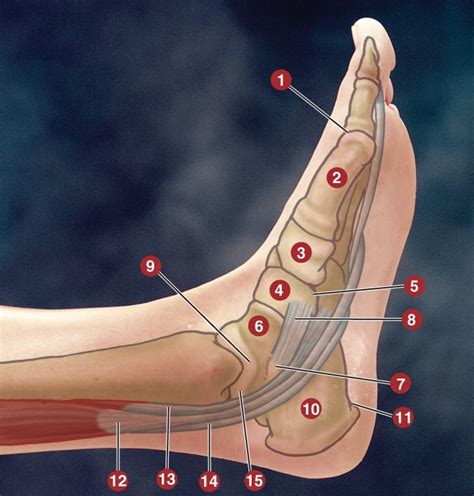 medial structures   foot diagram quizlet