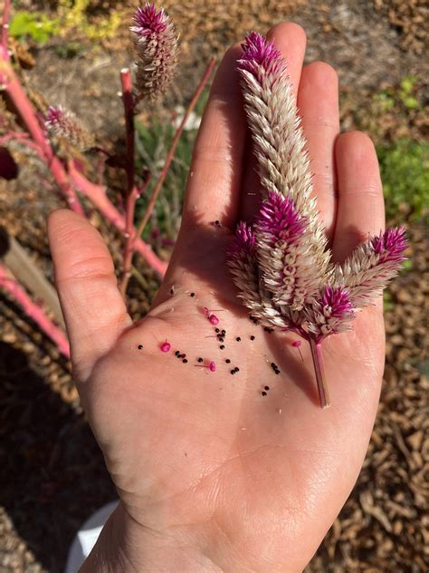 Extra Tall Hot Pink Celosia 50 Seeds - Etsy