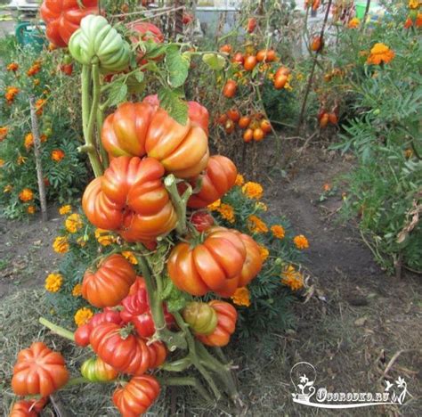 Лучшие сорта помидоров для открытого грунта – гарантия вкусного и ...