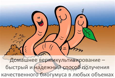 Способы использования вермикомпоста - Диптера
