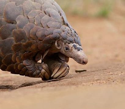 Giant Ground Pangolin (Smutsia gigantea)