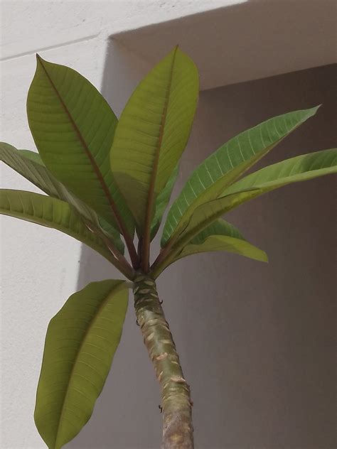 pattern leaves nature  photo  pixabay pixabay