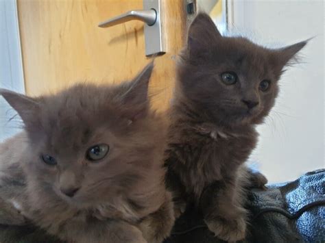 26+ Long Haired Russian Blue Cat For Sale - Furry Kittens