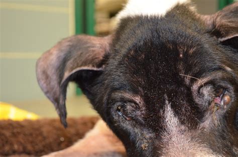 St. Petersburg Man Charged With Felony Animal Cruelty - IONTB